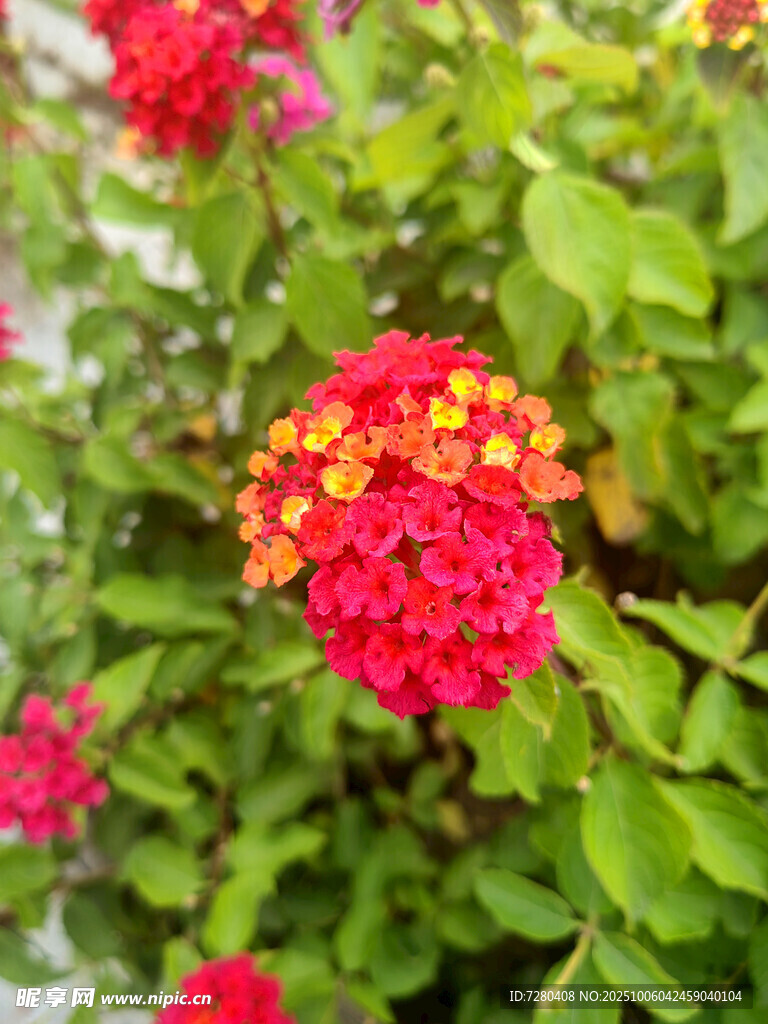 鮮艷馬纓丹綻放綠葉間
