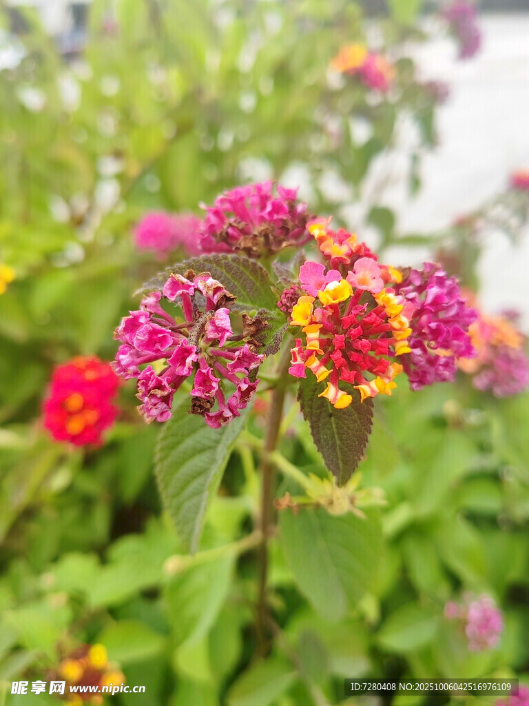 多彩繽紛的艷麗花卉綻放
