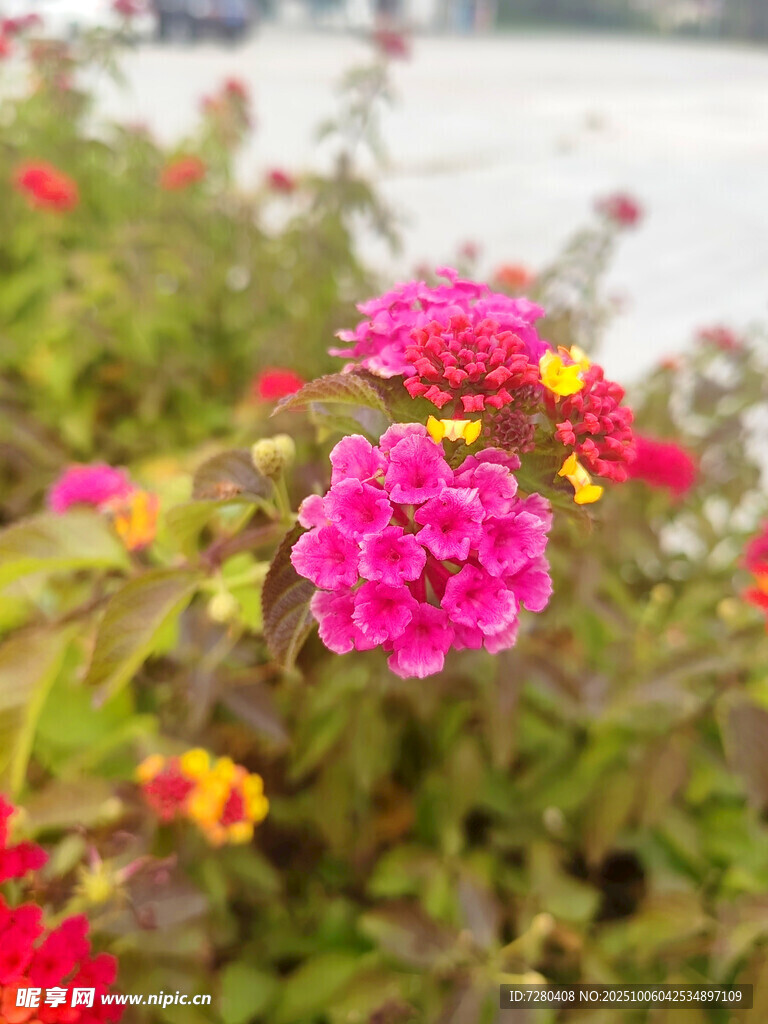 多彩花卉綻放于戶外