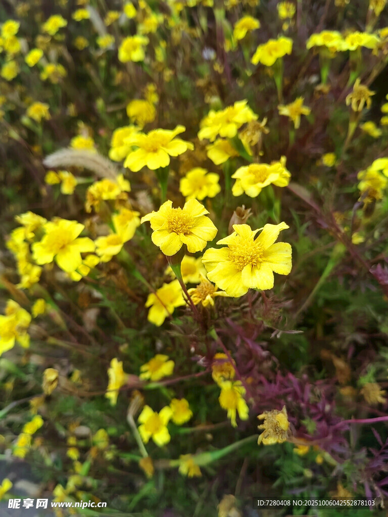 黃色小花綻放的美麗景象