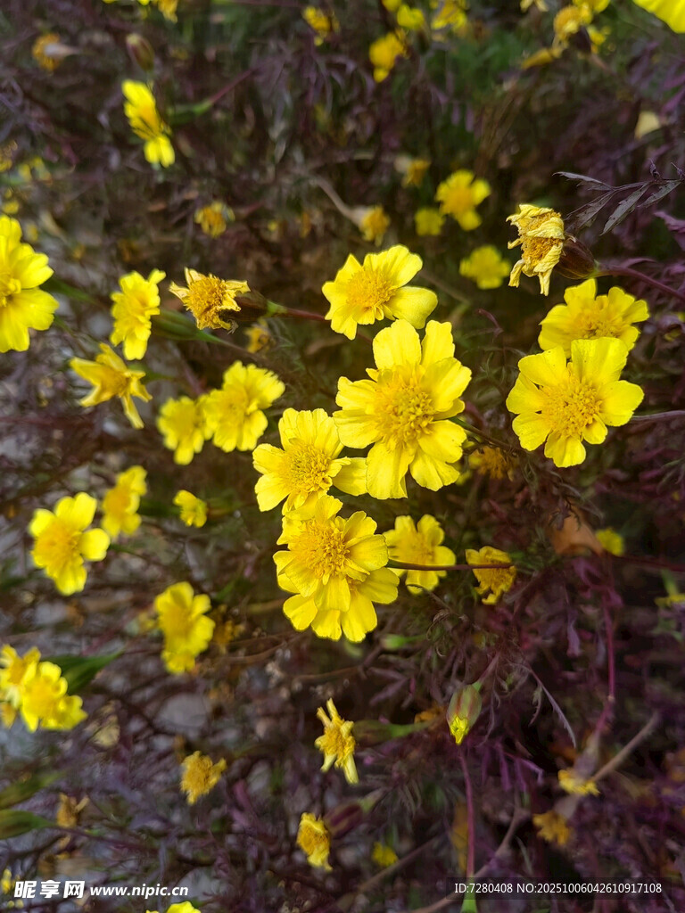 黃色小花綻放于草叢中
