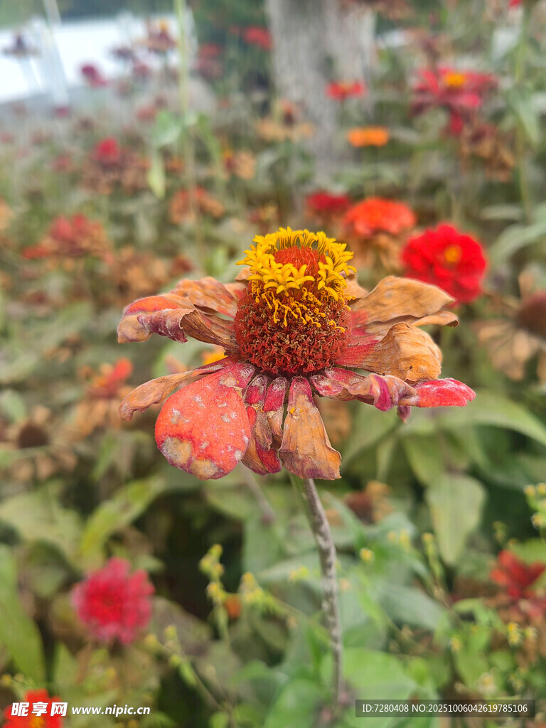 艷麗多彩的綻放花朵
