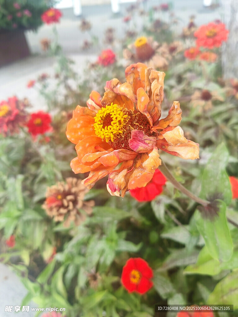 多彩花卉綻放生機(jī)