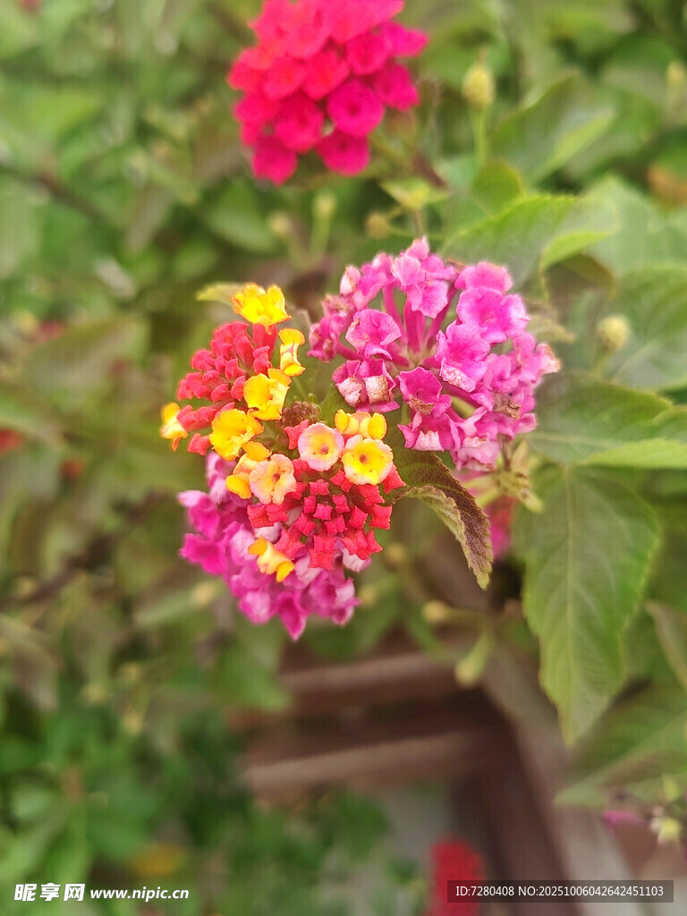 多彩花卉綻放于綠葉間