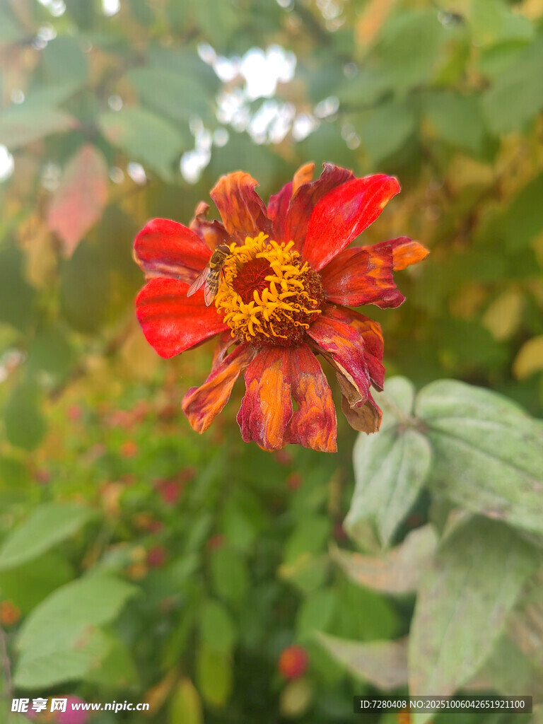 艷麗綻放的紅色花朵