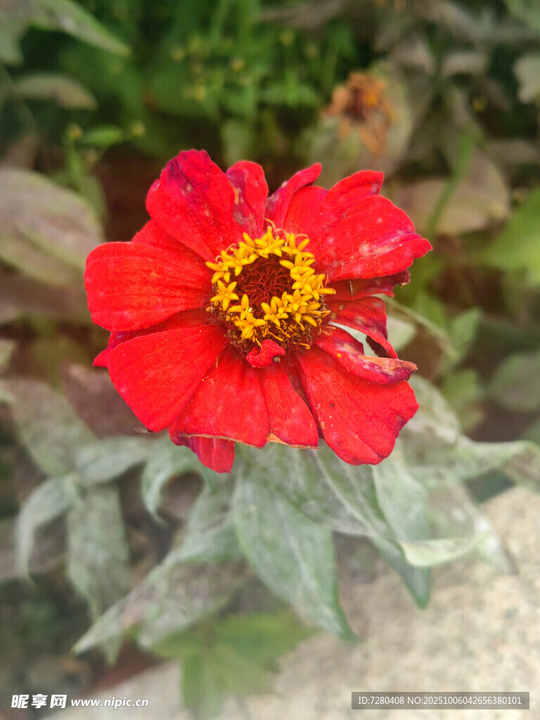 鮮艷紅色花朵特寫