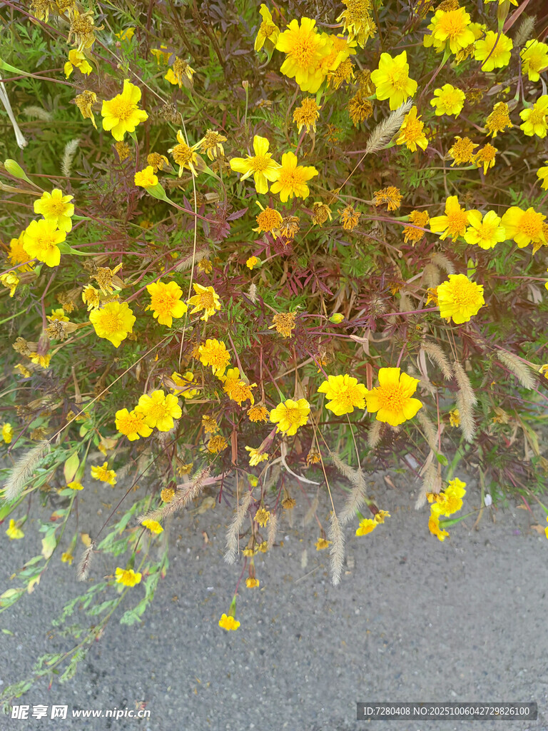 路邊綻放的黃色小花