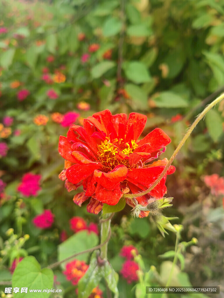 嬌艷紅花朵綻于綠植間