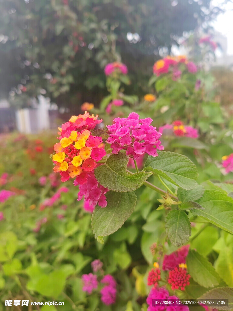 多彩艷麗的馬纓丹花卉