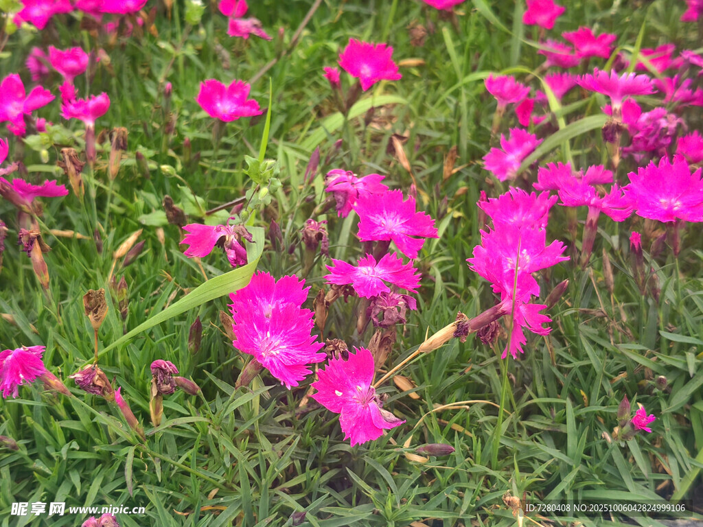 粉色花朵綻放于綠草地