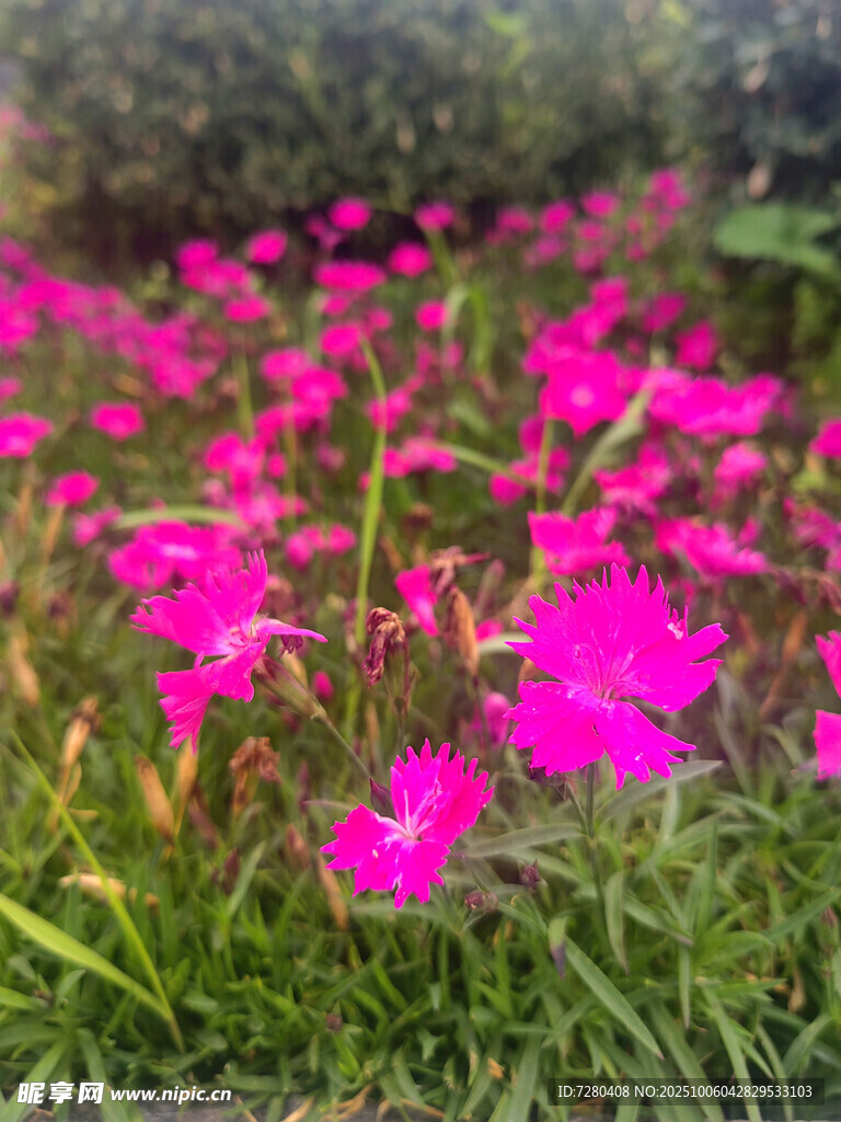 粉色小花綻放于綠草間