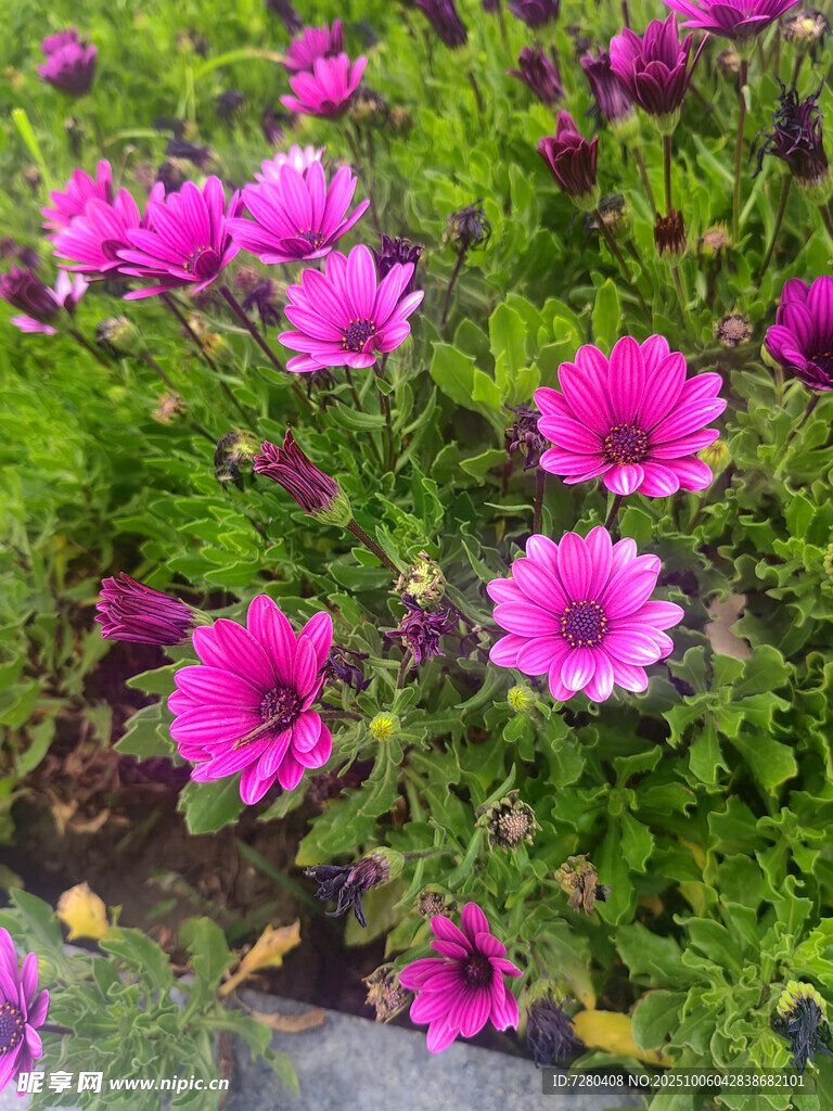 綻放的粉色雛菊花叢