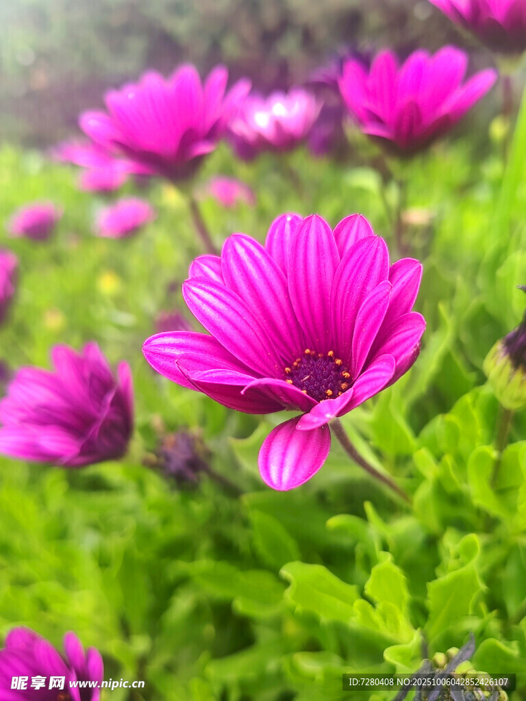 嬌艷粉色雛菊綻放