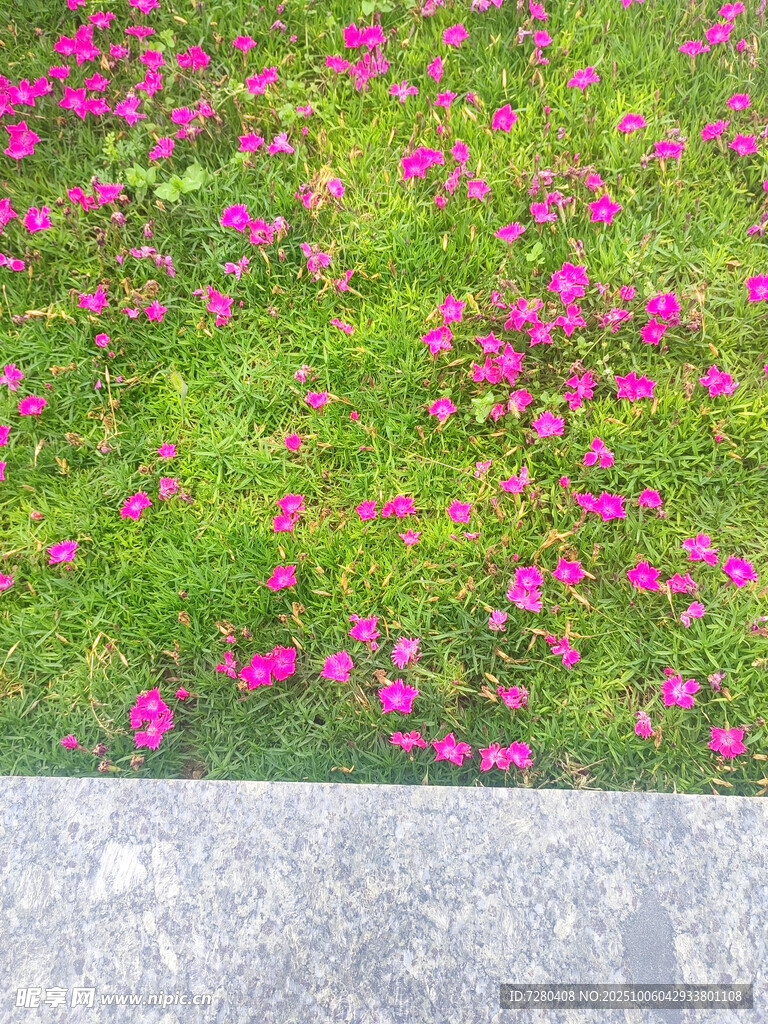 粉色小花鋪展于綠色草地