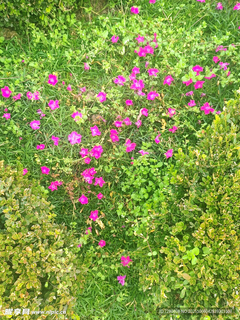 繁花點(diǎn)綴的翠綠草地