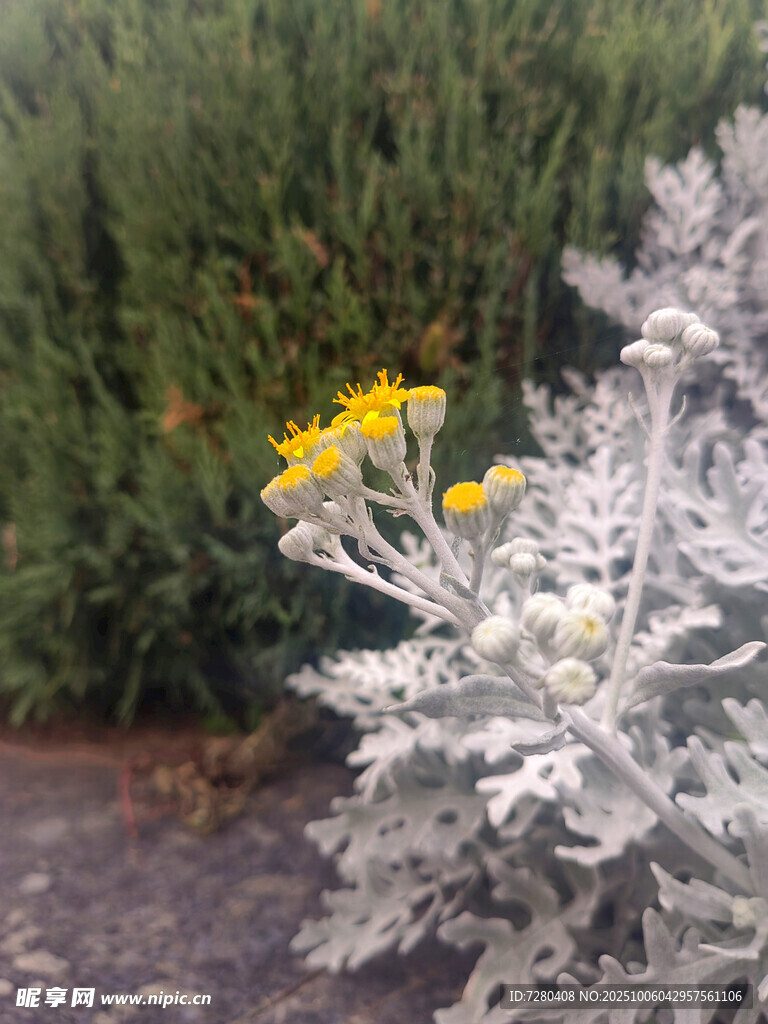銀葉菊旁的黃色小花