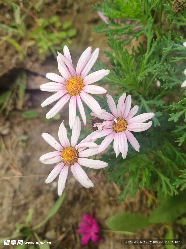 清新雛菊綻放于綠葉間