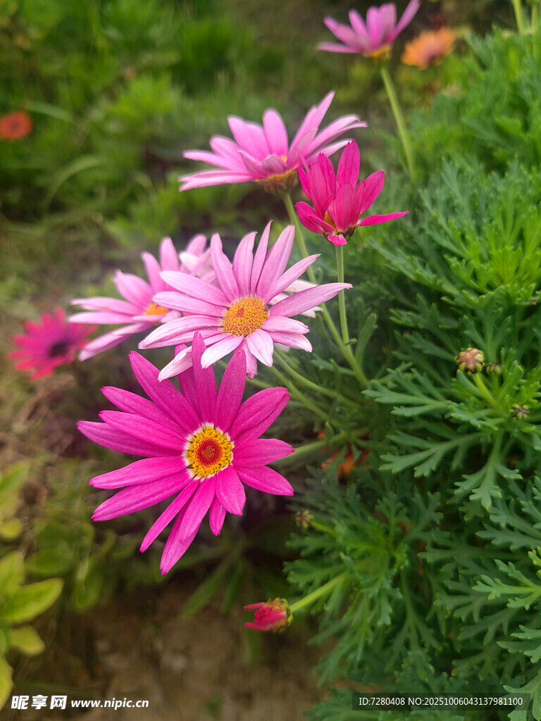 嬌艷多彩雛菊綻放