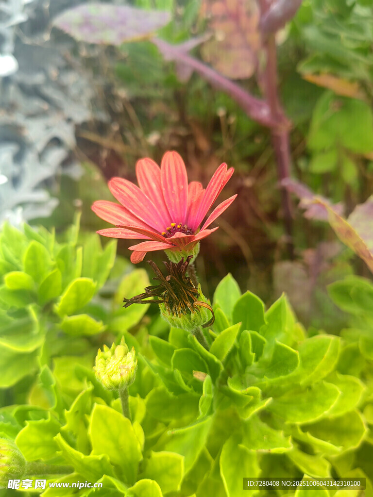綠葉叢中綻放的艷麗花朵
