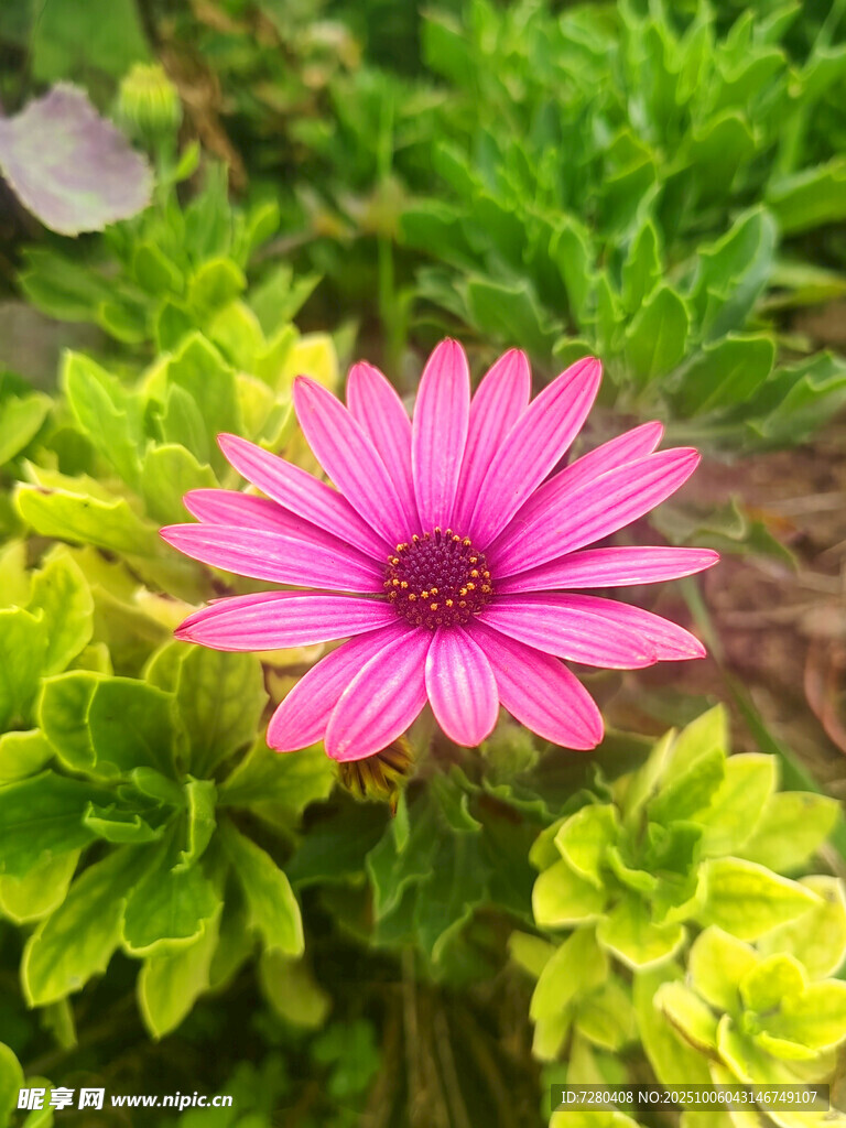 嬌艷粉色花朵綻放綠葉間
