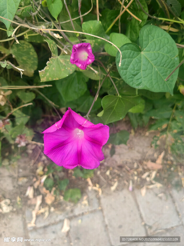 路邊綻放的兩朵粉色牽牛花