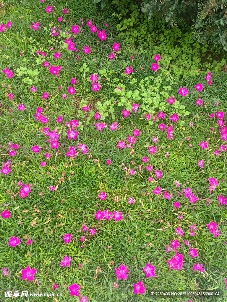 粉色小花點綴翠綠草地