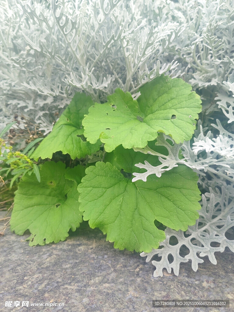 綠葉與銀葉植物搭配景觀