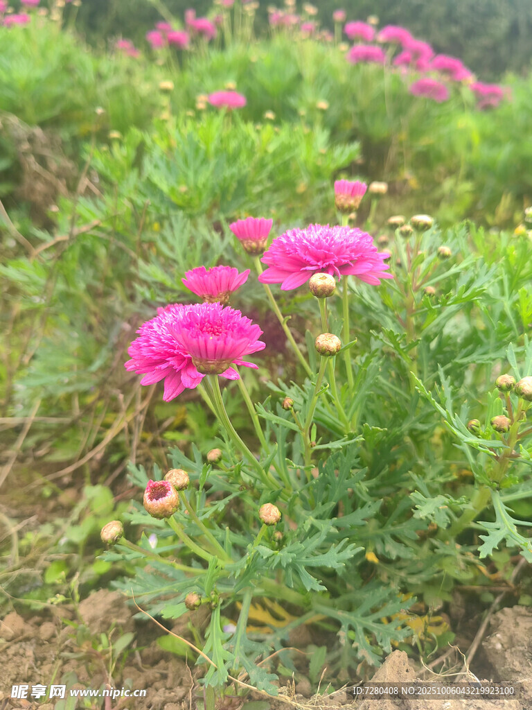田野中的艷麗粉色花朵