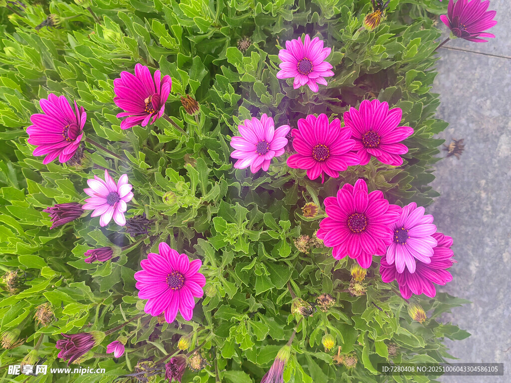 多彩綻放的美麗花叢