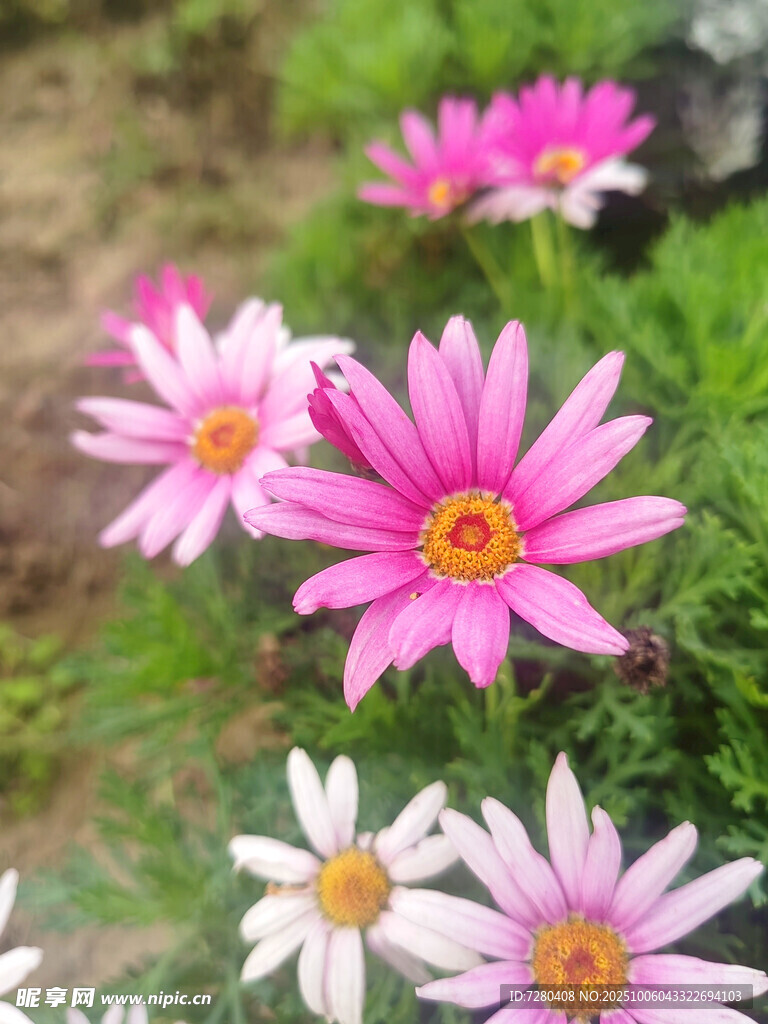 多彩雛菊綻放于綠意間