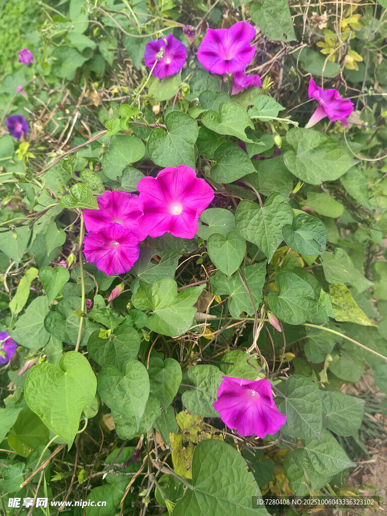 紫色牽牛花綻放綠葉間