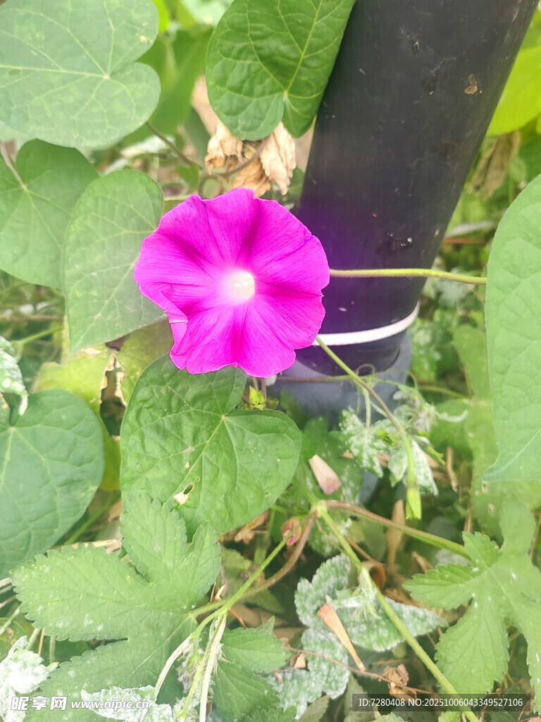 嬌艷粉色牽牛花特寫(xiě)