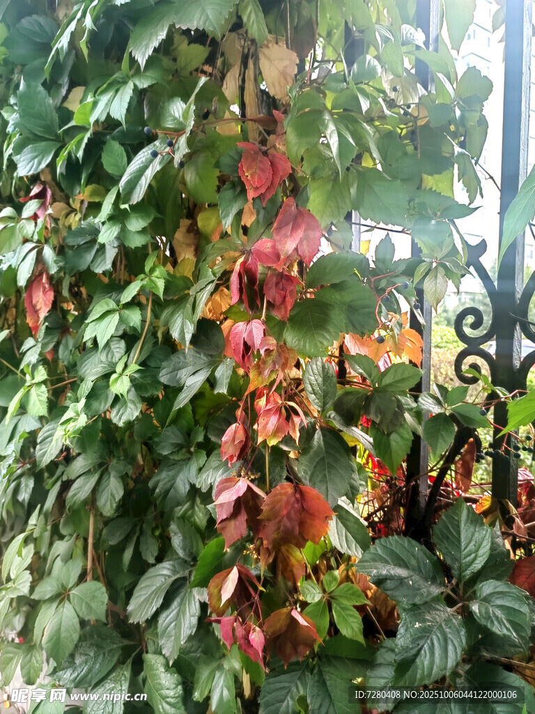 爬滿綠植的多彩垂直植物墻