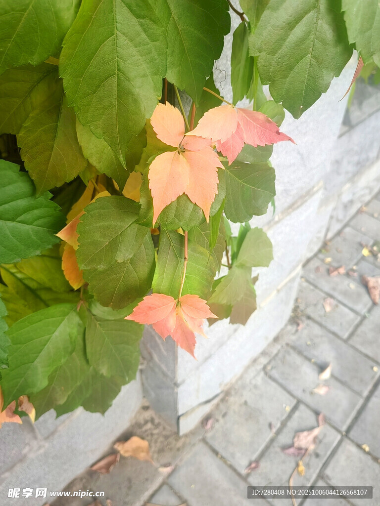 墻角處的多彩葉片植物