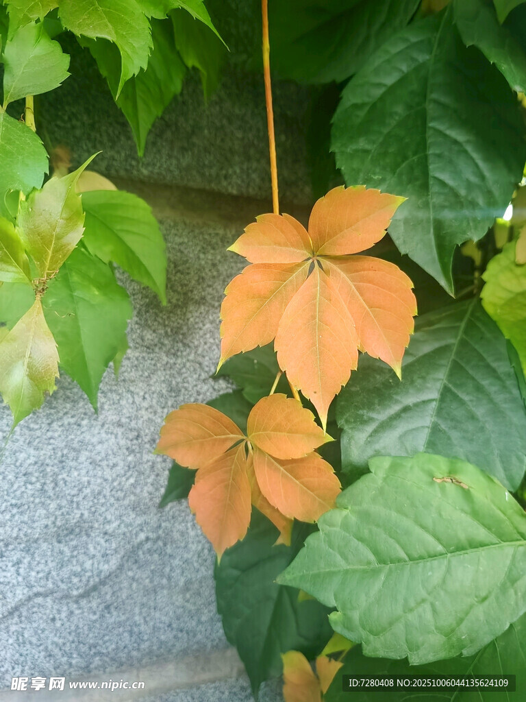 橙色花朵與綠葉相依