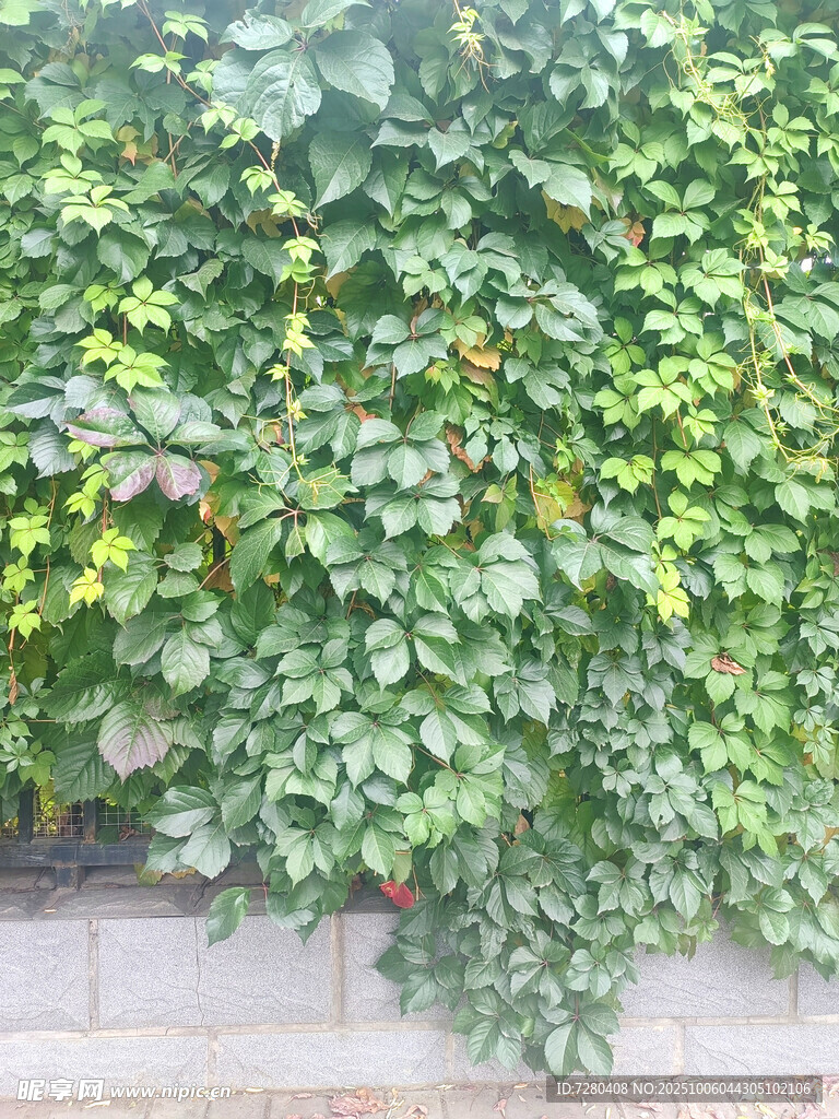 翠綠繁茂的爬墻植物