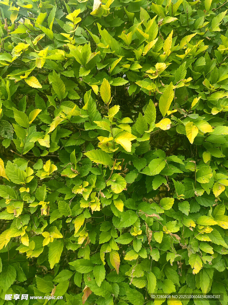 翠綠斑斕的植物葉片