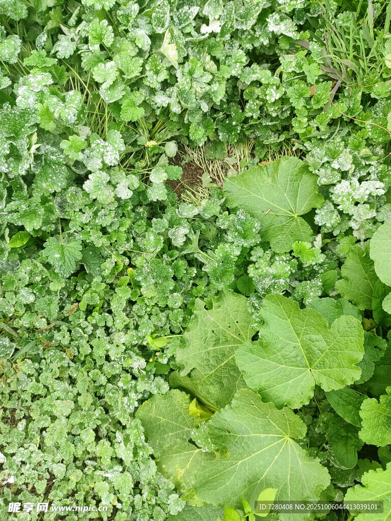翠綠繁茂的植物景觀(guān)