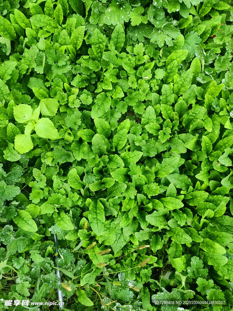 翠綠鮮嫩的三葉草植物