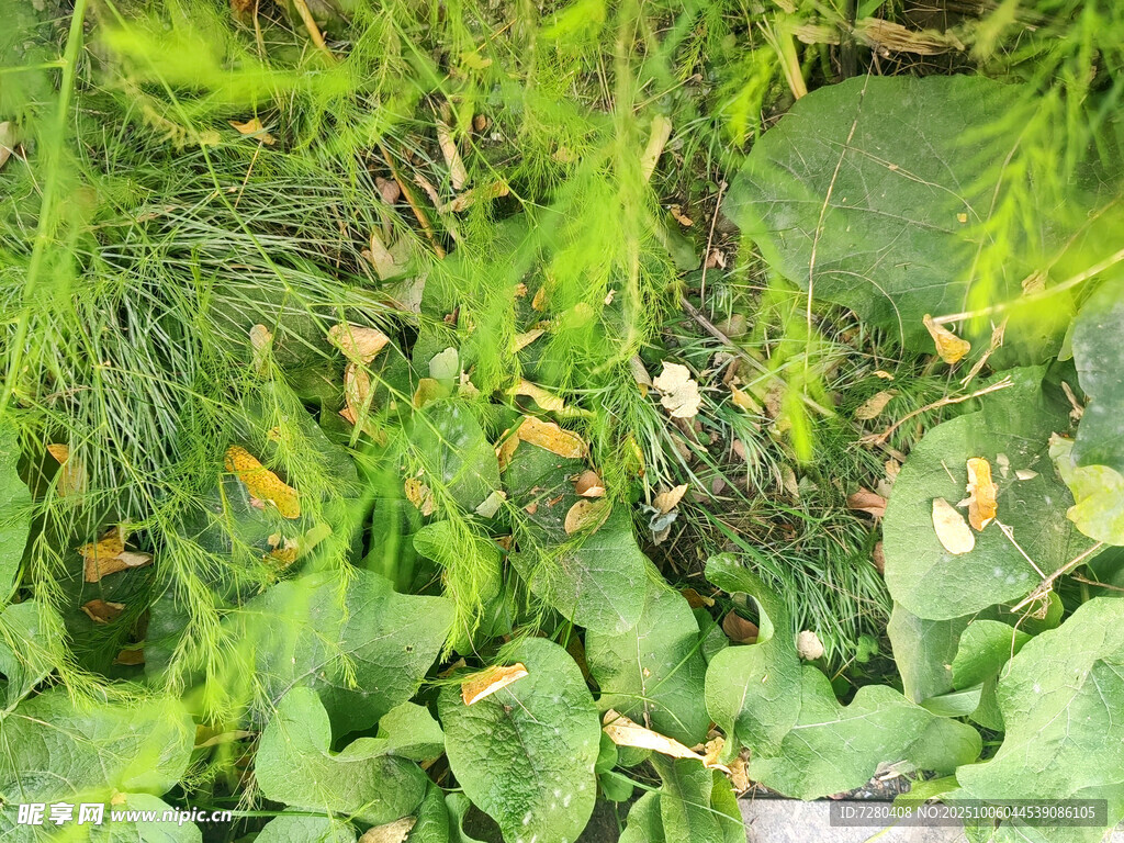 水草缸中的多彩小魚