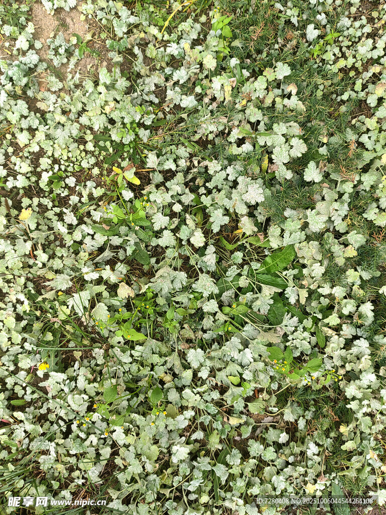 白色小花覆蓋的繁茂綠植