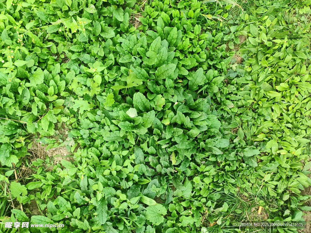 翠綠繁茂的三葉草植被