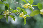 桂花 綻放