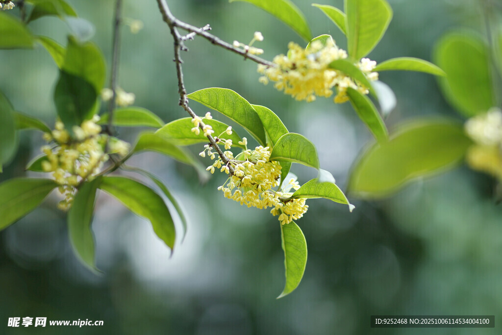 桂花 綻放