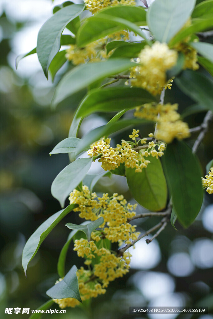 桂花 綻放