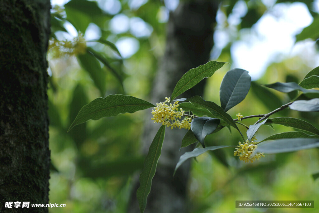 桂花 枝葉