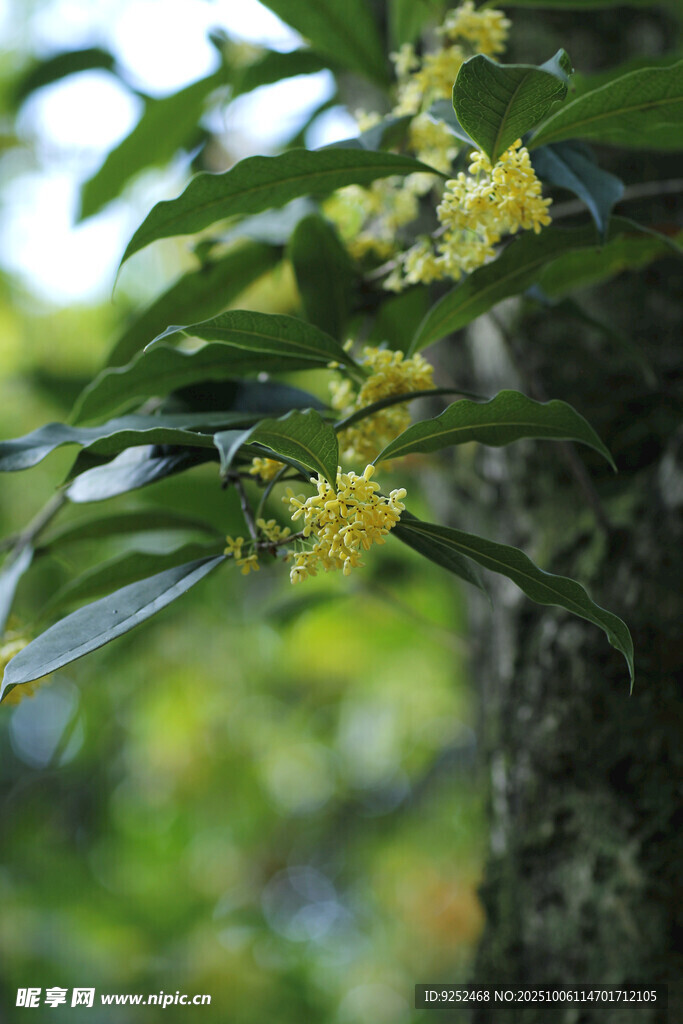 桂花 花朵