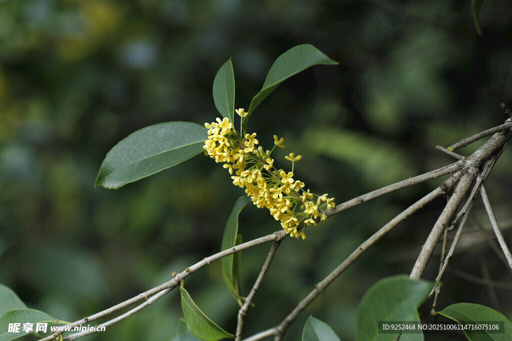 桂花 花朵