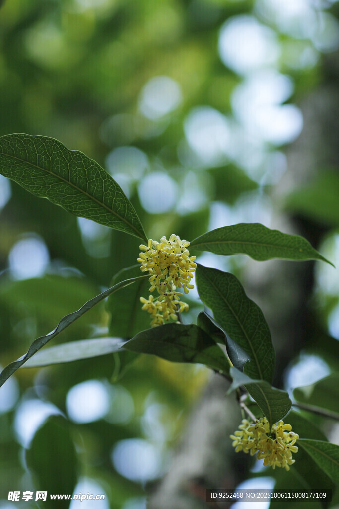 桂花 枝葉