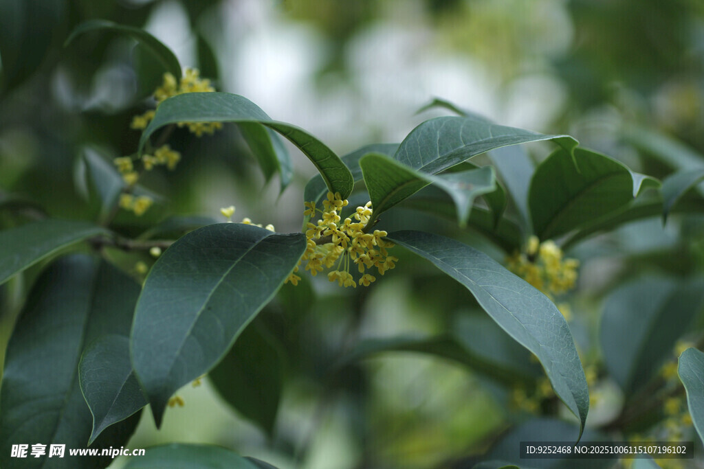 桂花 枝葉